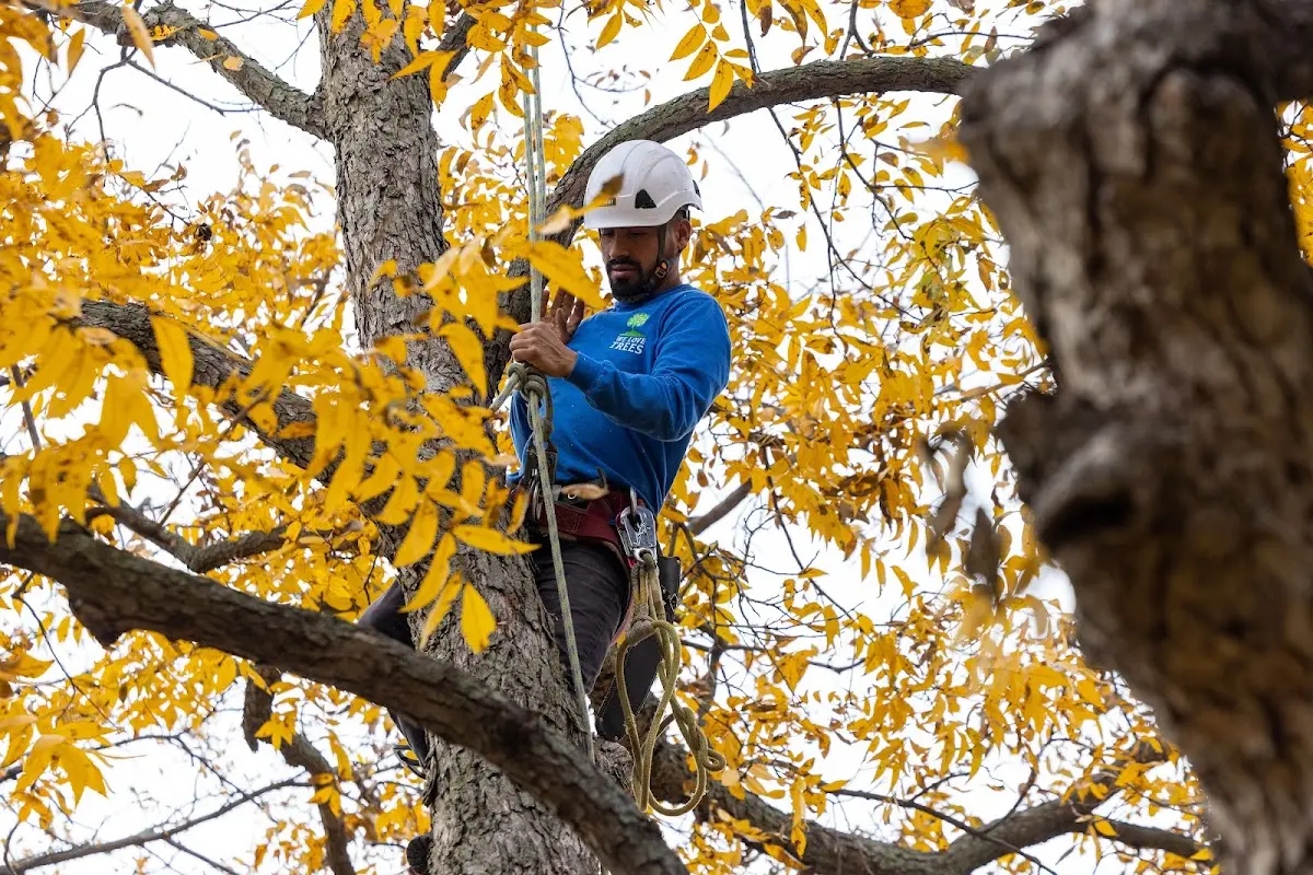 Skilled Tree Trimming crew working in Minnie